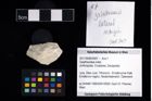 Foto (Objekt + Etikett) von Galatheoidea indet.  (NHMW-GEO-2017-0089-0067)
